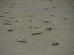 Macrophthalmus