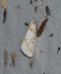 Philtraea paucimacula