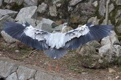 Ardea cinerea