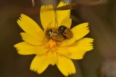 Cryptocephalus rugicollis