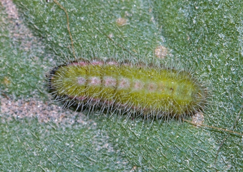 Common Geranium-bronze