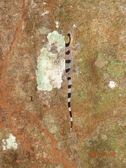 Hemidactylus coalescens