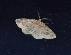Pterospoda nigrescens
