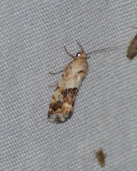 Ponometia nannodes