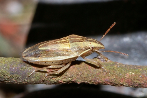 Smailiagalvė Skydblakė nuotrauka