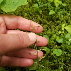 Media resource of Neottia convallarioides