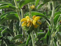 Phlomis platystegia
