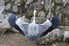 Ardea cinerea