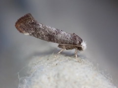 Swammerdamia pyrella