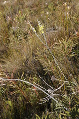 Aspalathus caledonensis