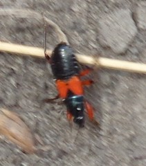 Prostemma aeneicolle