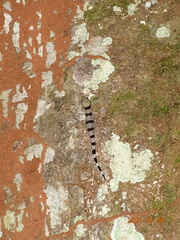 Hemidactylus coalescens