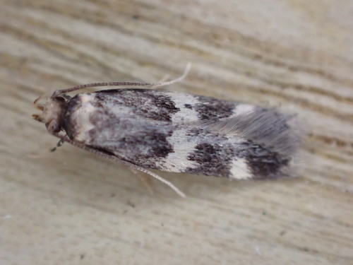 Four-spotted Yellowneck Moth photo 2