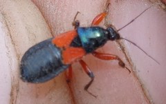 Prostemma aeneicolle