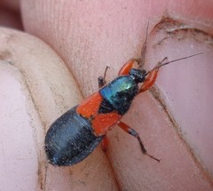 Prostemma aeneicolle