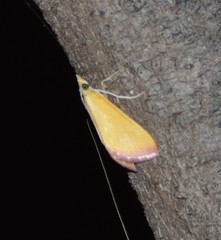 Xanthostege roseiterminalis