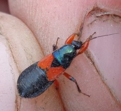 Prostemma aeneicolle