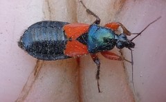 Prostemma aeneicolle