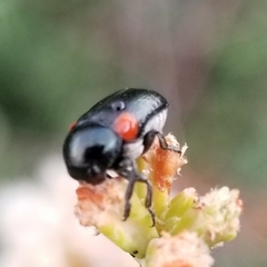 Saxinis saucia