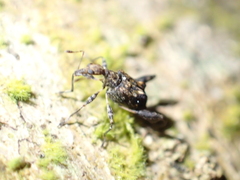 Stephanorhynchus lawsoni