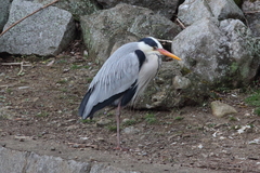 Ardea cinerea