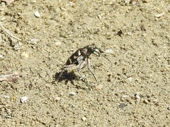 Cicindela majalis