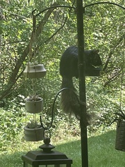 Sciurus carolinensis