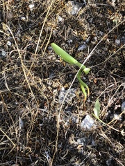 Mantis religiosa religiosa