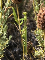 Mantis religiosa religiosa