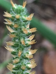 Plantago virginica