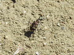 Cicindela majalis