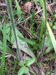 Plantago virginica