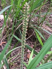Plantago virginica