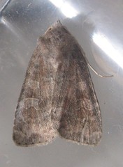 Parastichtis suspecta