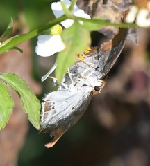 Odontoptilum angulata