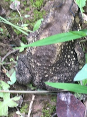 Duttaphrynus melanostictus