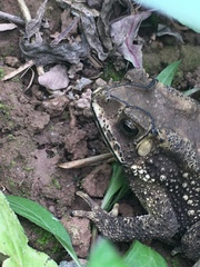 Duttaphrynus melanostictus