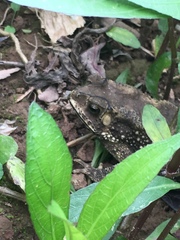 Duttaphrynus melanostictus