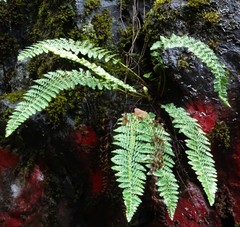 Dryopteris fragrans