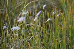 Trichophorum alpinum