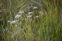 Trichophorum alpinum