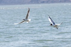 Chroicocephalus ridibundus