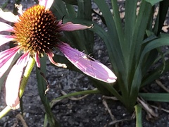 Toxorhynchites rutilus