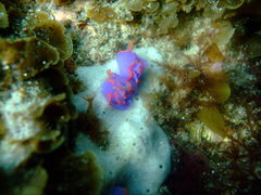 Sagaminopteron ornatum
