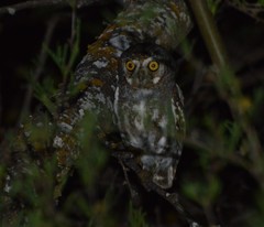Micrathene whitneyi