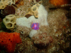 Sagaminopteron ornatum