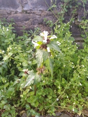 Lamium bifidum