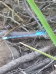 Enallagma exsulans