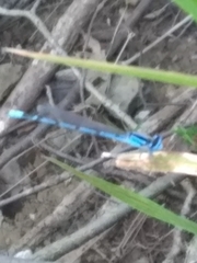 Enallagma exsulans