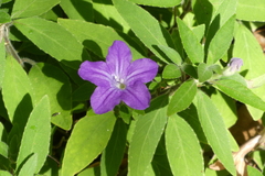Ruellia drummondiana